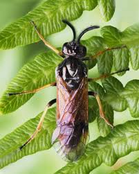 Attēlu rezultāti vaicājumam “Arge ustulata”