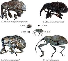 Attēlu rezultāti vaicājumam “Curculionidae”