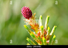 Attēlu rezultāti vaicājumam “Pinus sylvestris female flower”