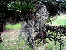 Attēlu rezultāti vaicājumam “Evernia divaricata”