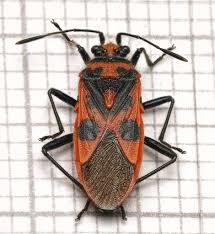 Attēlu rezultāti vaicājumam “Corizus hyoscyami imago”