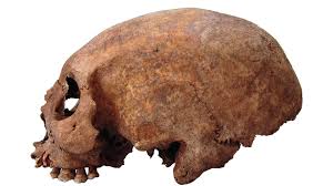Image result for elongated skulls