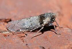 Attēlu rezultāti vaicājumam “Cixius sp.”