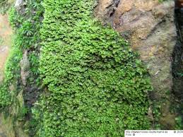 Attēlu rezultāti vaicājumam “Diplophyllum albicans”