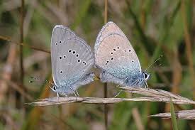 Attēlu rezultāti vaicājumam “Cyaniris semiargus male”