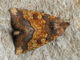 Attēlu rezultāti vaicājumam “Gortyna flavago”