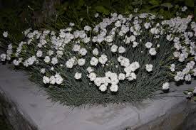 Attēlu rezultāti vaicājumam “Dianthus deltoides bud”
