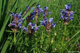 Attēlu rezultāti vaicājumam “Dracocephalum ruyschiana leaf”