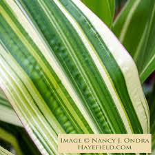 Attēlu rezultāti vaicājumam “Zea mays leaf”