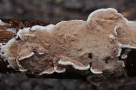 Attēlu rezultāti vaicājumam “Gloeoporus dichrous”