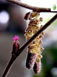 Attēlu rezultāti vaicājumam “Corylus avellana female flower”