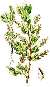 Attēlu rezultāti vaicājumam “Salix myrtilloides leaf”