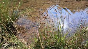 Attēlu rezultāti vaicājumam “Juncus inflexus”