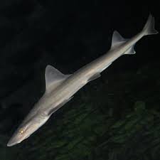 Image result for Mustelus asterias