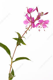 Attēlu rezultāti vaicājumam “Epilobium angustifolium flower”