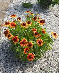 Image result for Gaillardia `Kobold`