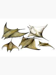 Image result for Mobula tarapacana