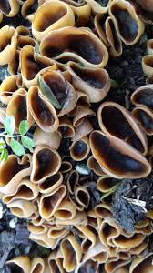 Attēlu rezultāti vaicājumam “Peziza vesiculosa”