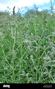 Attēlu rezultāti vaicājumam “Mentha longifolia”