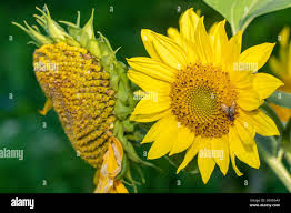 Attēlu rezultāti vaicājumam “Helianthus annuus fruit”