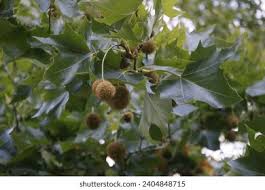 Attēlu rezultāti vaicājumam “Platanus x hispanica (syn. Platanus x acerifolia) leaf”