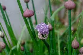 Attēlu rezultāti vaicājumam “Allium schoenoprasum bud”