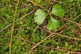 Attēlu rezultāti vaicājumam “Hypnum cupressiforme sporophyte”