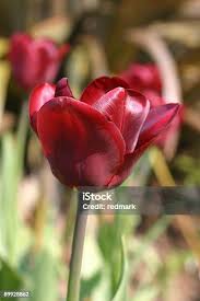 Attēlu rezultāti vaicājumam “Tulipa gesneriana”