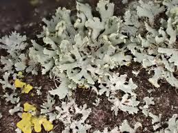 Attēlu rezultāti vaicājumam “Physcia tenella”