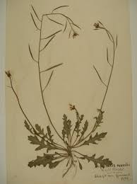 Attēlu rezultāti vaicājumam “Diplotaxis muralis fruit”