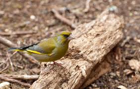 Attēlu rezultāti vaicājumam “Chloris chloris male”