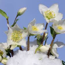 Image result for Christrose