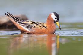 Attēlu rezultāti vaicājumam “Phalaropus fulicarius adult”