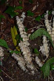 Attēlu rezultāti vaicājumam “Lathraea squamaria fruit”