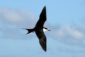 Image result for Onychoprion fuscatus