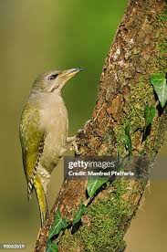 Attēlu rezultāti vaicājumam “Picus canus female”