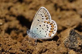Attēlu rezultāti vaicājumam “Plebejus argus / Plebejus idas”