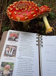 Attēlu rezultāti vaicājumam “Tubifera applanata spores”