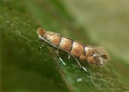 Attēlu rezultāti vaicājumam “Phyllonorycter nicellii”