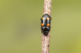 Attēlu rezultāti vaicājumam “Glischrochilus hortensis”