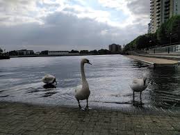 Image result for Agecroft Rowing Club