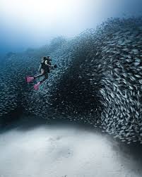 Image result for Tornado Divers