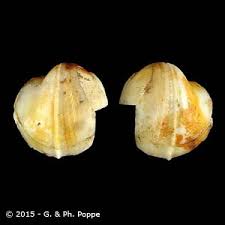Attēlu rezultāti vaicājumam “Xylophagidae”