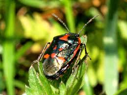 Attēlu rezultāti vaicājumam “Eurydema oleracea”