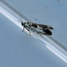 Attēlu rezultāti vaicājumam “Ancylis laetana”