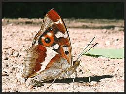 Attēlu rezultāti vaicājumam “Apatura iris underside”