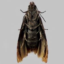 Attēlu rezultāti vaicājumam “Pammene rhediella”