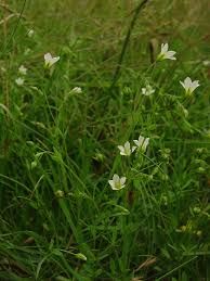 Attēlu rezultāti vaicājumam “Linum catharticum fruit”