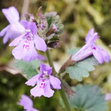 Attēlu rezultāti vaicājumam “Glechoma hederacea flower”