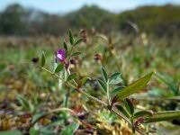 Attēlu rezultāti vaicājumam “Vicia lathyroides”
